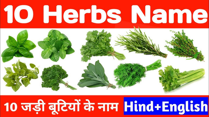 हिंदी में सामान्य जड़ी बूटियों के नाम और उनके उपयोग (Common Herbs Names and Uses in Hindi)