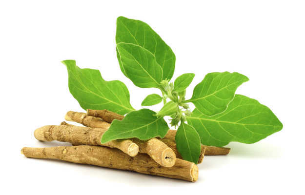 औषधीय जड़ी बूटियों का हिंदी में अर्थ और स्वास्थ्य लाभ (Medicinal Herbs Meaning and Health Benefits in Hindi)