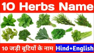 herbs meaning in hindi 6