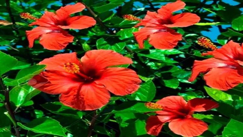 गुड़हल के फूल के विभिन्न नाम और उनके अर्थ