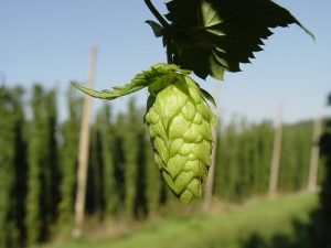 hop meaning in hindi 1