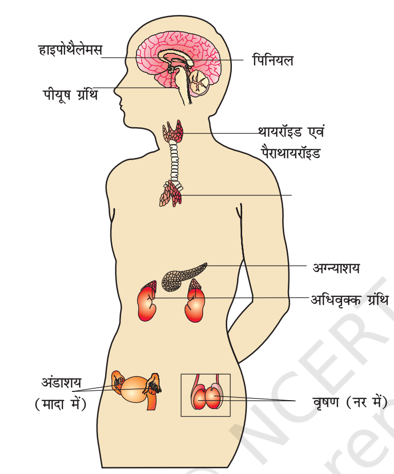 हार्मोन के प्रकार और उनके हिंदी नाम