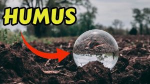 humus meaning in hindi 2