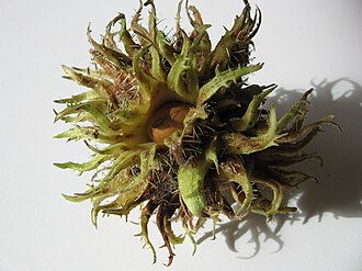 husk meaning in hindi - Hình 3
