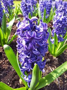 hyacinth meaning in hindi