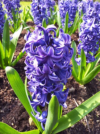 hyacinth meaning in hindi - Hình 1
