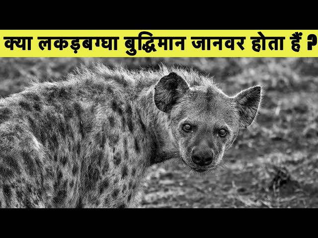 लकड़बग्घा क्या है? हिंदी में अर्थ और उच्चारण