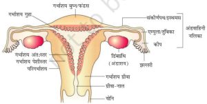 hymen meaning in hindi 2