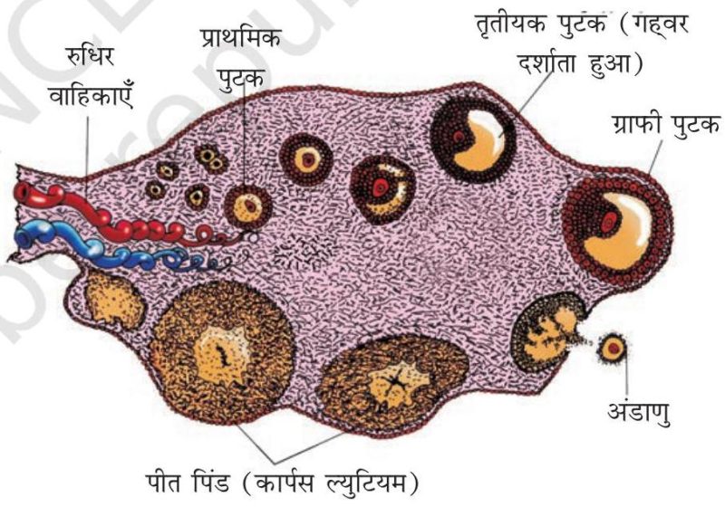 योनिच्छद को प्रभावित करने वाले कारक