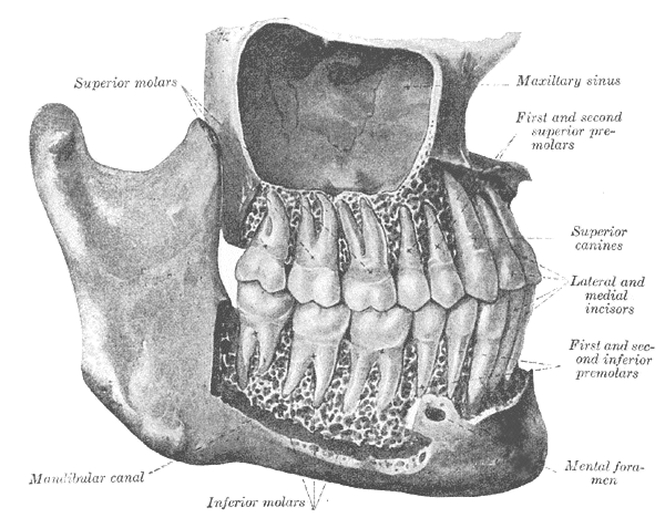 कृन्तक दांत का अर्थ और परिभाषा (Meaning and Definition of Incisors)