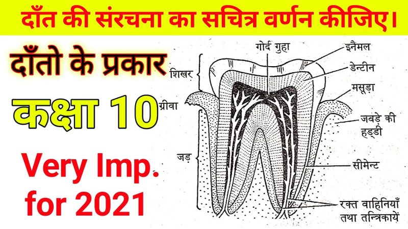 कृन्तक दांतों की स्थिति और बुनियादी संरचना (Location and Basic Structure of Incisors)