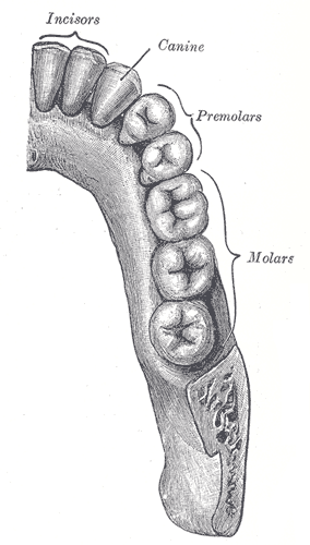 कृन्तक दांतों के कार्य और महत्व (Functions and Importance of Incisors)