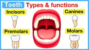 incisors meaning in hindi 4