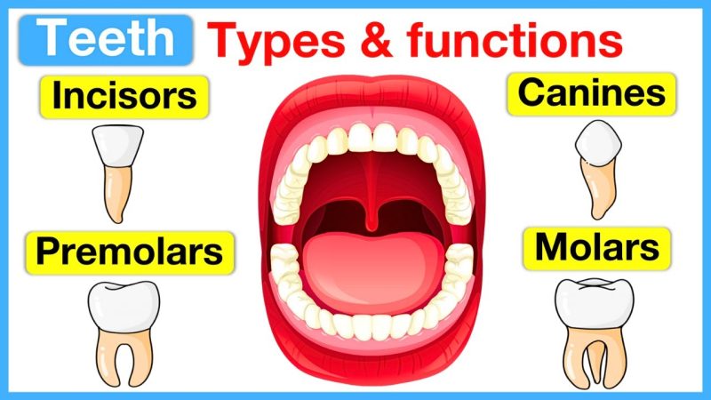 कृन्तक दांतों के प्रकार और विशेषताएँ (Types and Characteristics of Incisors)
