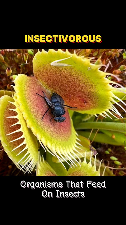 insectivorous meaning in hindi - Hình 2