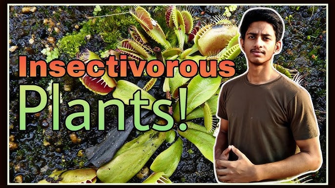 insectivorous meaning in hindi - Hình 3