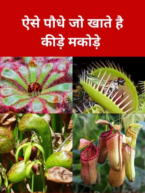 insectivorous meaning in hindi - Hình 5