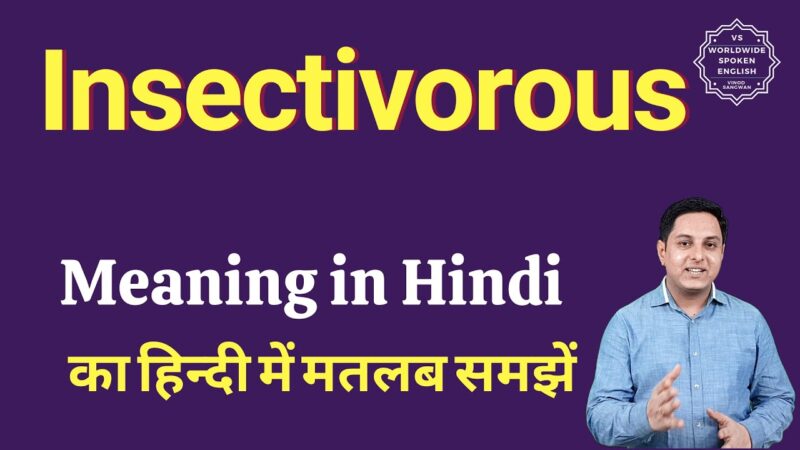 insectivorous meaning in hindi - Hình 1