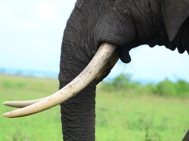 विभिन्न प्रकार के आइवरी: हाथी दांत से लेकर सिंथेटिक विकल्प (Vibhinn prakar ke ivory: Hathi daant se lekar synthetic vikalp)