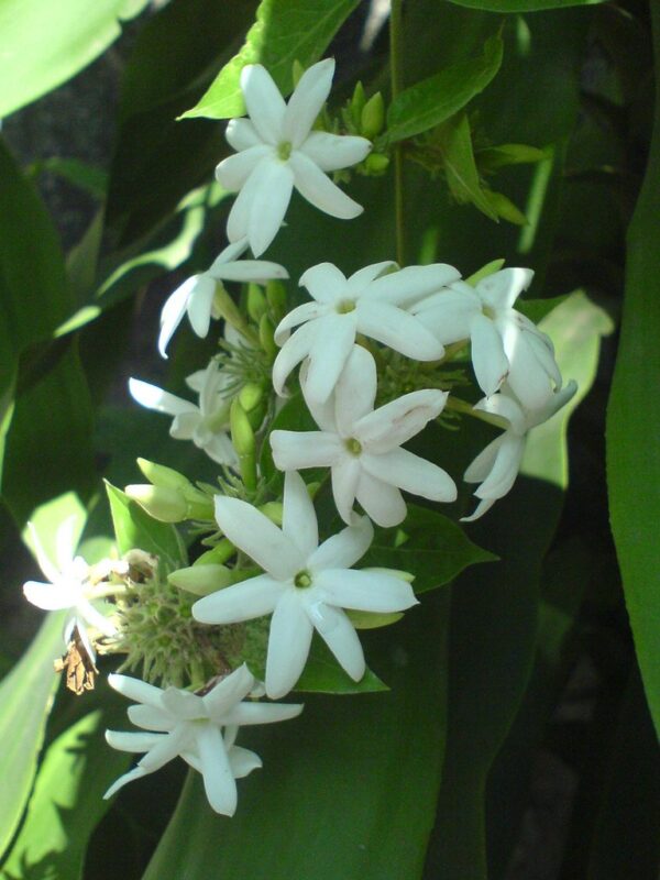 jasmine meaning in hindi - Hình 2