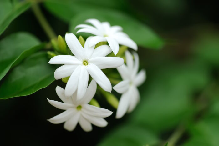 jasmine meaning in hindi - Hình 4