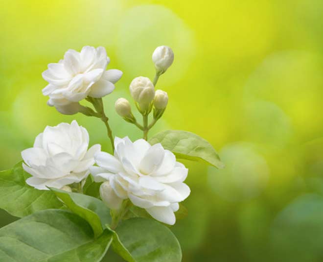 jasmine meaning in hindi - Hình 5