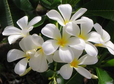 jasmine meaning in hindi - Hình 1