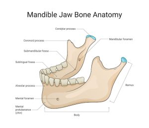 jawline meaning in hindi 2