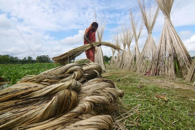 जूट के उपयोग: विभिन्न क्षेत्रों में (Jute ke upyog: vibhinn kshetron mein)