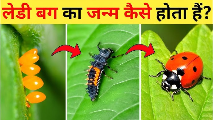 हिंदी में लेडीबग का अर्थ: भाग्य और सकारात्मकता का प्रतीक