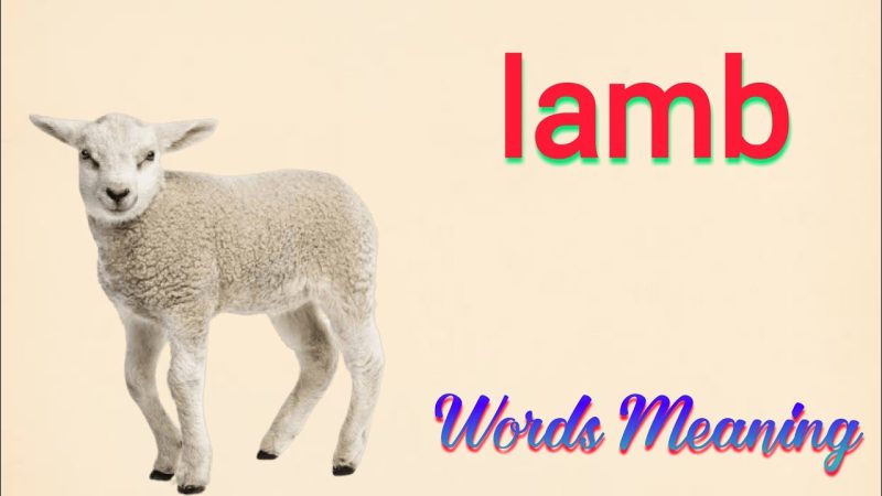 lamb meaning in hindi - Hình 2
