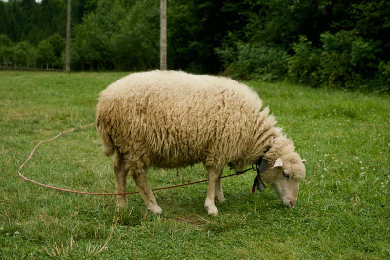 lamb meaning in hindi - Hình 4