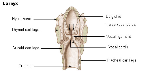 larynx meaning in hindi 1