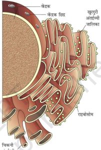 later meaning in hindi 5