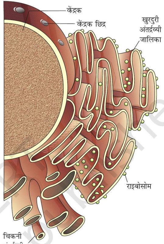 later meaning in hindi 5