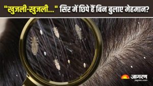 lice meaning in hindi 3