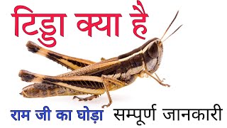 टिड्डी (Locusts) और टिड्डा (Grasshopper) में अंतर