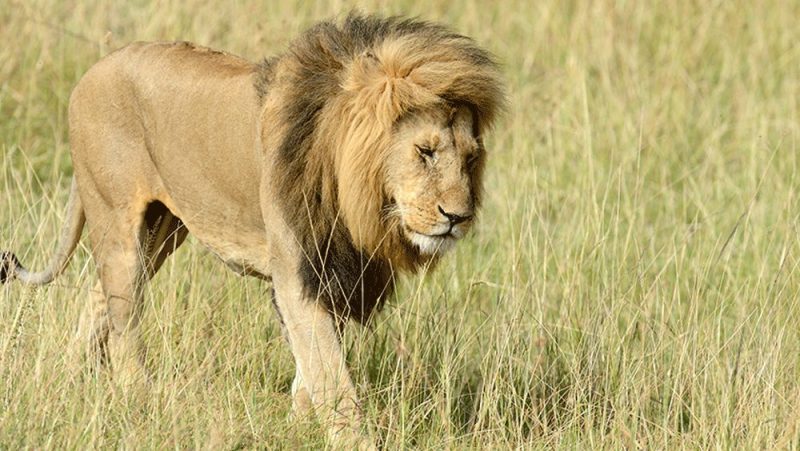 loin का हिंदी अर्थ और सामान्य परिभाषा