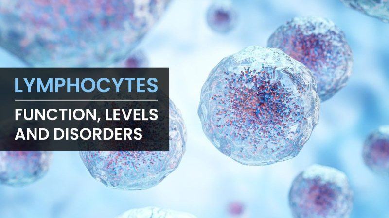लिम्फोसाइट्स क्या हैं? (Lymphocytes Kya Hain?)
