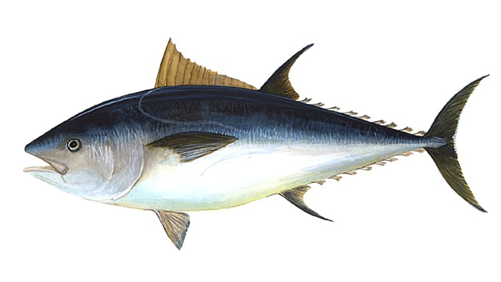 mahi meaning in hindi 1