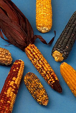 मकई (Maize) का हिंदी में अर्थ और इसकी परिभाषा