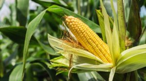maize meaning in hindi 2