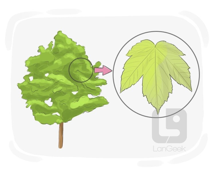 maple meaning in hindi - Hình 3