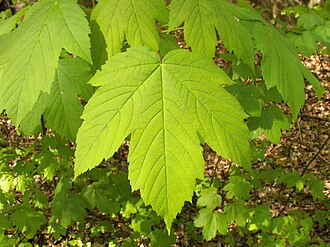 maple meaning in hindi - Hình 1