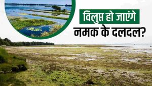 marshy meaning in hindi 5
