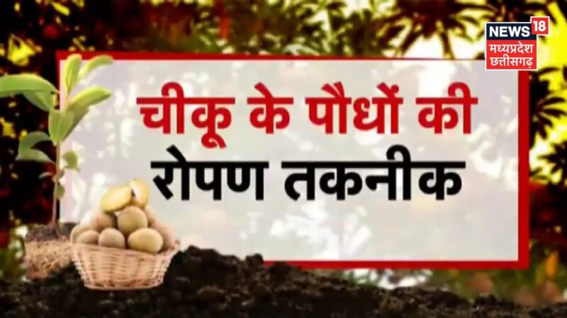 Chiku Name Meaning In Hindi, सांस्कृतिक महत्व और गहरा संबंध