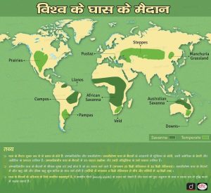 meadow meaning in hindi 2