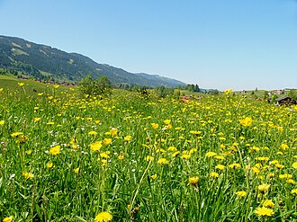 meadows meaning in hindi - Hình 3