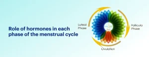 menstruation meaning in hindi 1