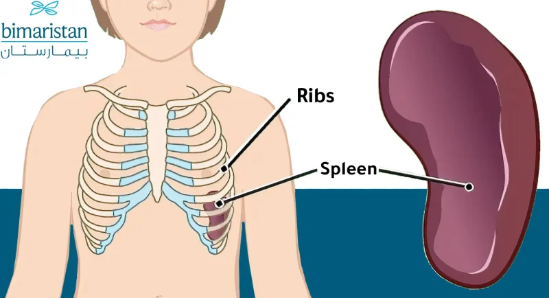 माइल्ड स्प्लेनोमेगाली के लक्षण (Symptoms of Mild Splenomegaly)